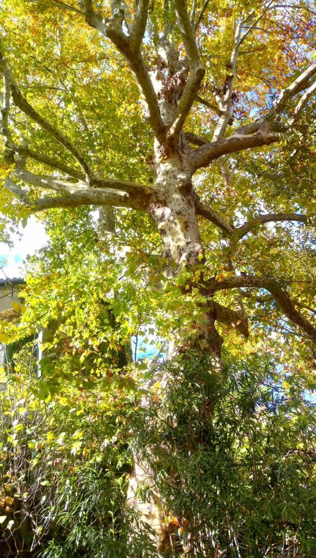 Le Moulin Aux Chandelles 2, Vacances & W-E, Vues Riviere, Montagne & Ville, Tout Confort Deconnecte, Eclairage Bougies, Connexions A 200M Au Centre Le Vigan Gite Les Amoureux De L'Arre, Randonnee Chemin De Saint-Guilhem-Le-Desert, Lire Profil Avant R Exterior foto